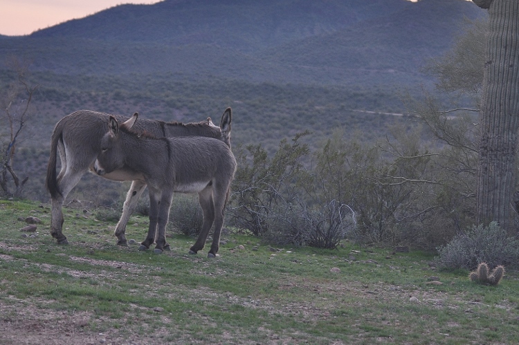 burros